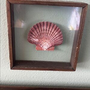 Super cute double glass shell shadow box.  Approx 6.5” square.